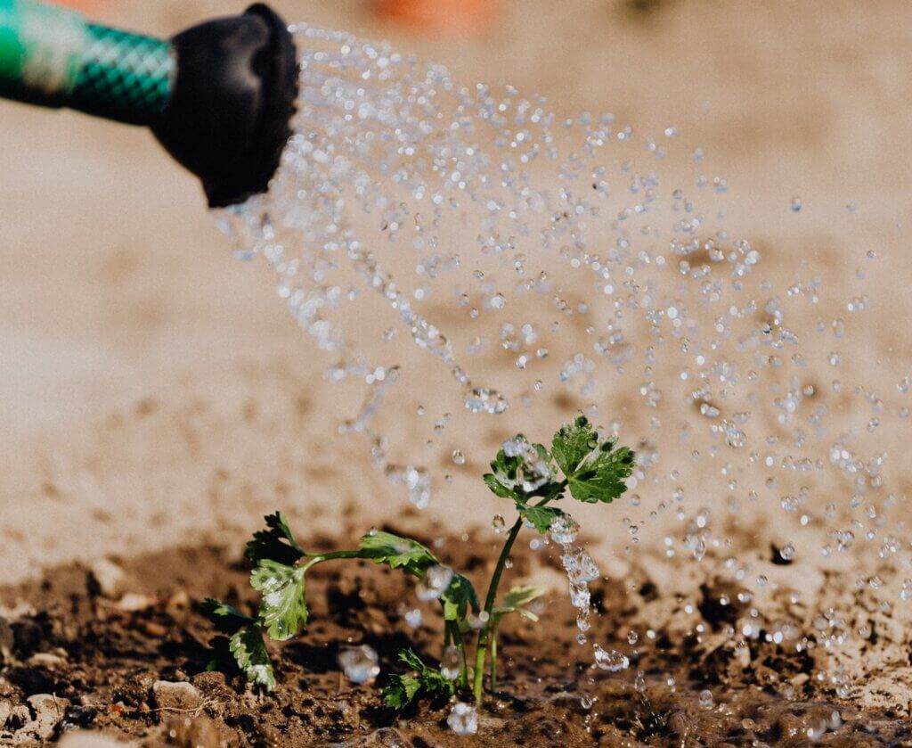 Watering a plant