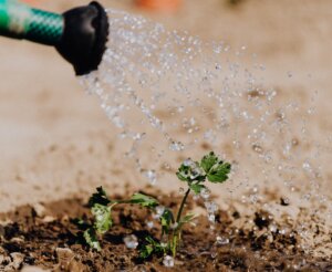 Watering a plant